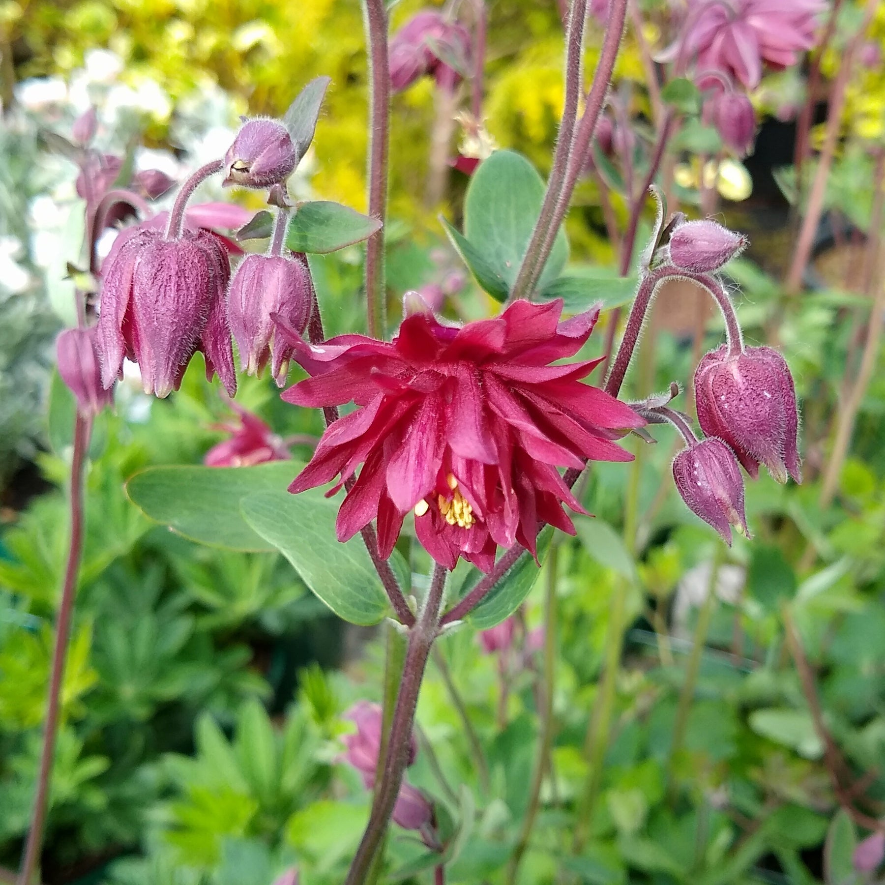 Akelei Ruby Port - Willemse