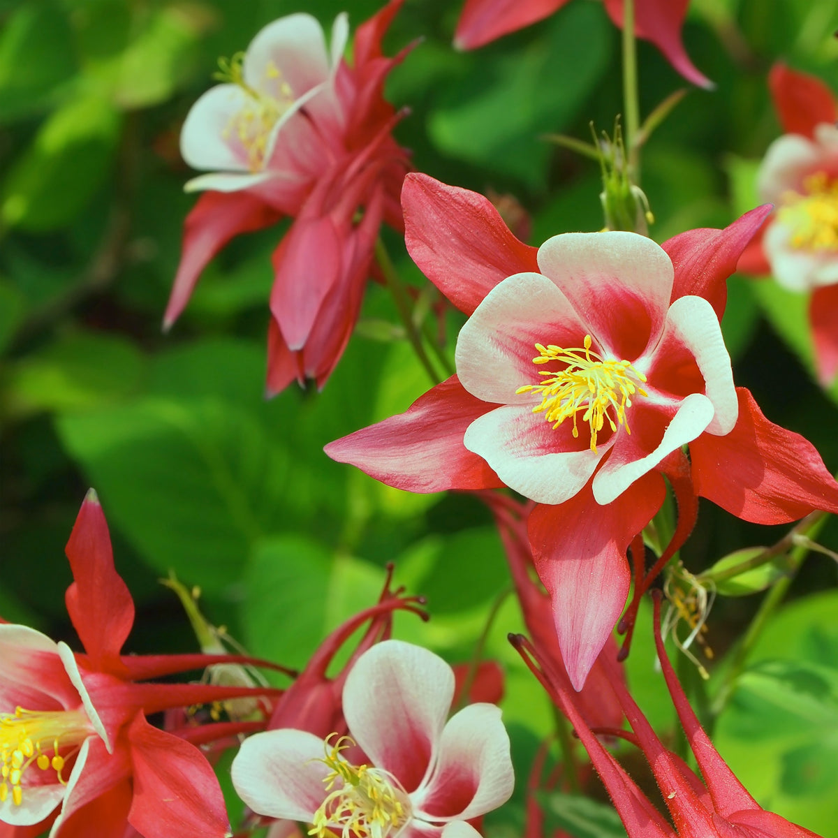 Akelei  'Crimson Star' - Aquilegia Crimson Star - Willemse