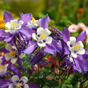 Akelei  Mrs M. Nicholls - Aquilegia Mrs. M. Nicholls - Willemse