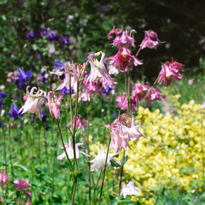 Garten-Anekolie Heidi - Aquilegia vulgaris heidi - Willemse