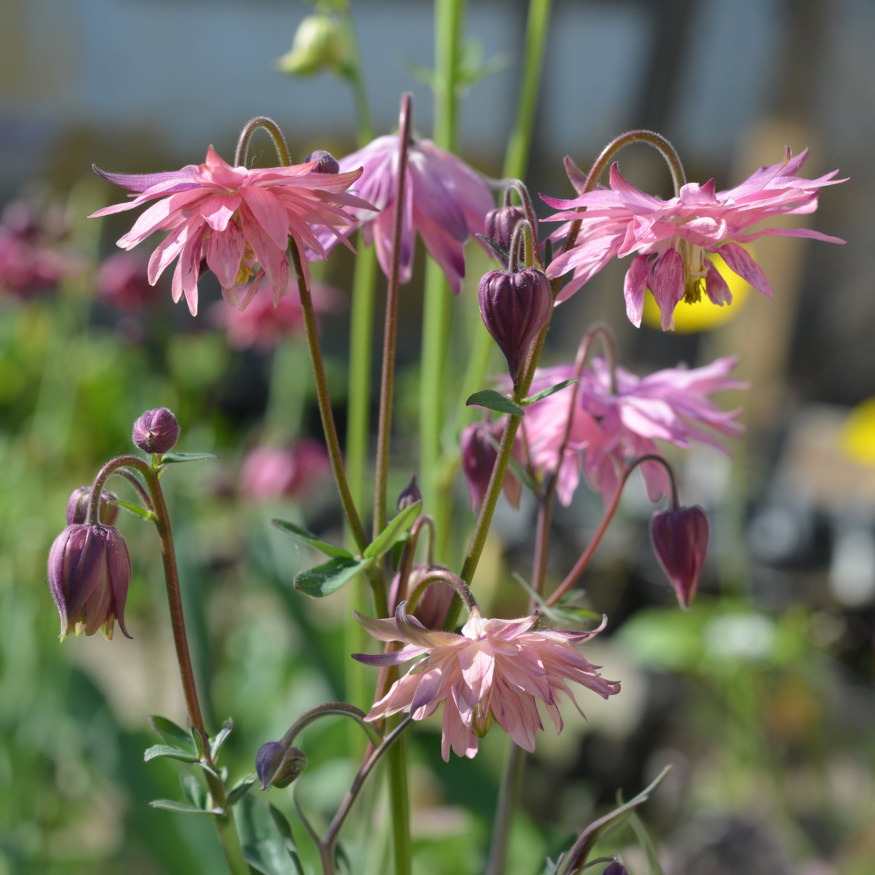 Akelei ‘Rose Barlow’ - Aquilegia vulgaris Rose Barlow - Willemse