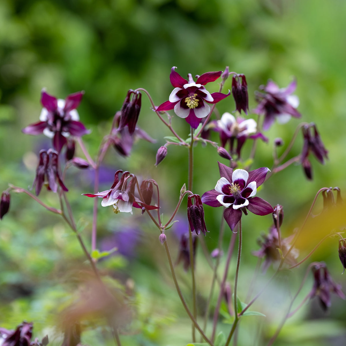 Garten Akelei William Guinness - Willemse
