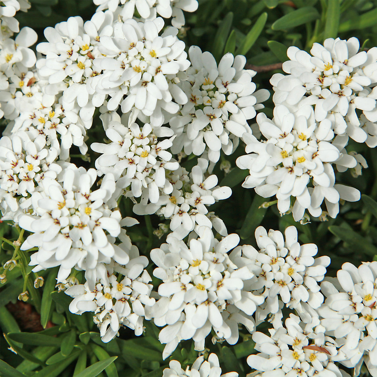 Schleifenblume Weißer Zwerg - Iberis sempervirens 'weisser zwerg' - Willemse