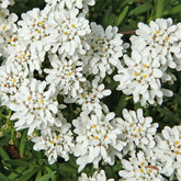Gänsekresse - Iberis sempervirens 'weisser zwerg' - Willemse