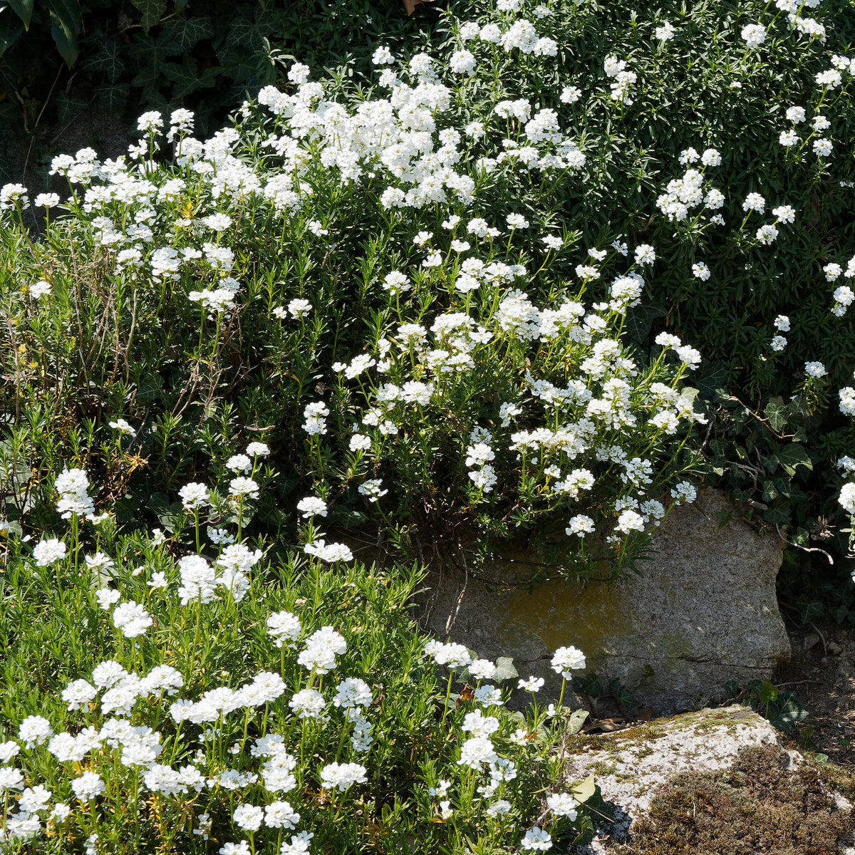 Iberis sempervirens 'weisser zwerg' - Gänsekresse - Schleifenblume
