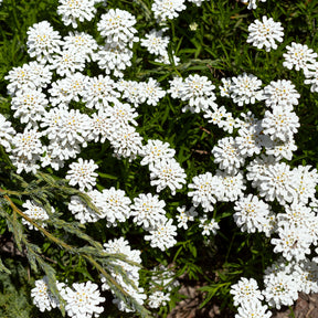 Gänsekresse - Willemse