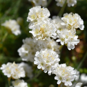 Armeria maritima alba - Grasnelke 'Alba' - Spanisches Gras