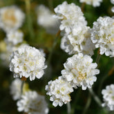 Spanisches Gras - Grasnelke 'Alba' - Armeria maritima alba