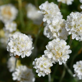 Spanisches Gras - Grasnelke 'Alba' - Armeria maritima alba