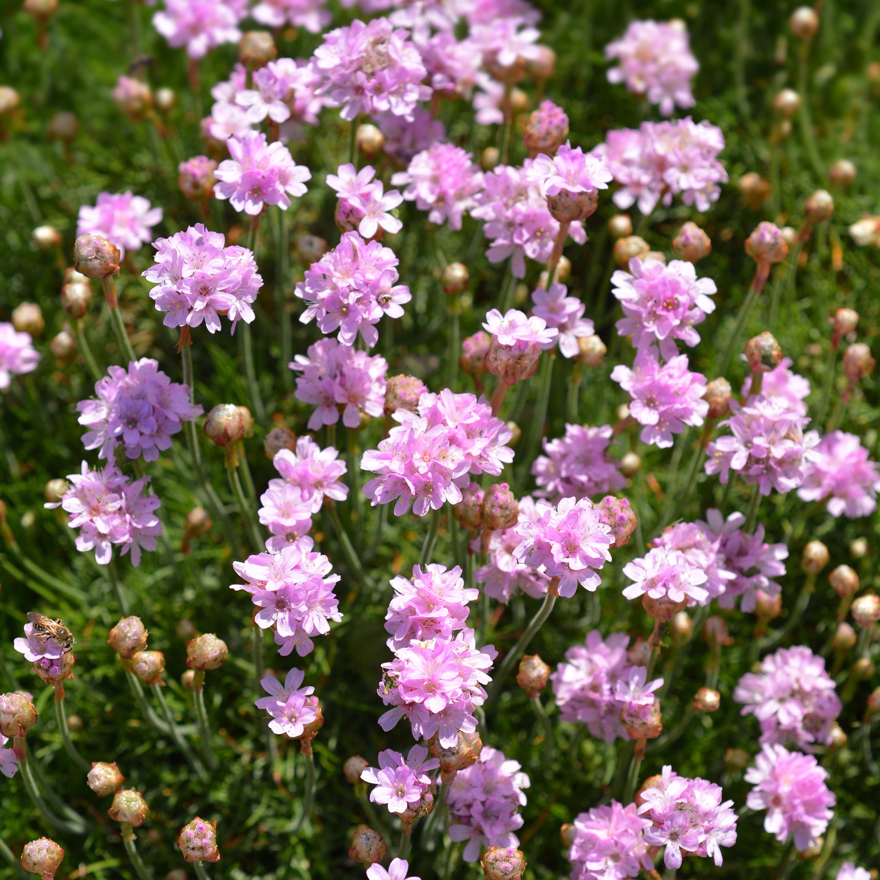 Spanisches Gras - Grasnelke Armada Rose ® - Armeria maritima Rosea Compacta