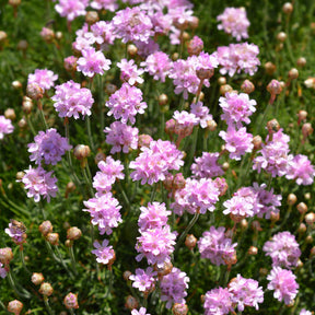Spanisches Gras - Grasnelke Armada Rose ® - Armeria maritima Rosea Compacta