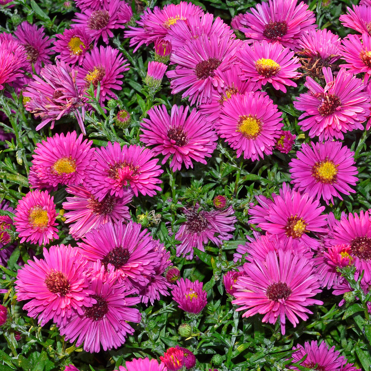 Kissen-Aster 'Jenny' - Willemse