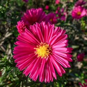 Kissen-Aster 'Jenny' - Aster dumosus jenny - Willemse