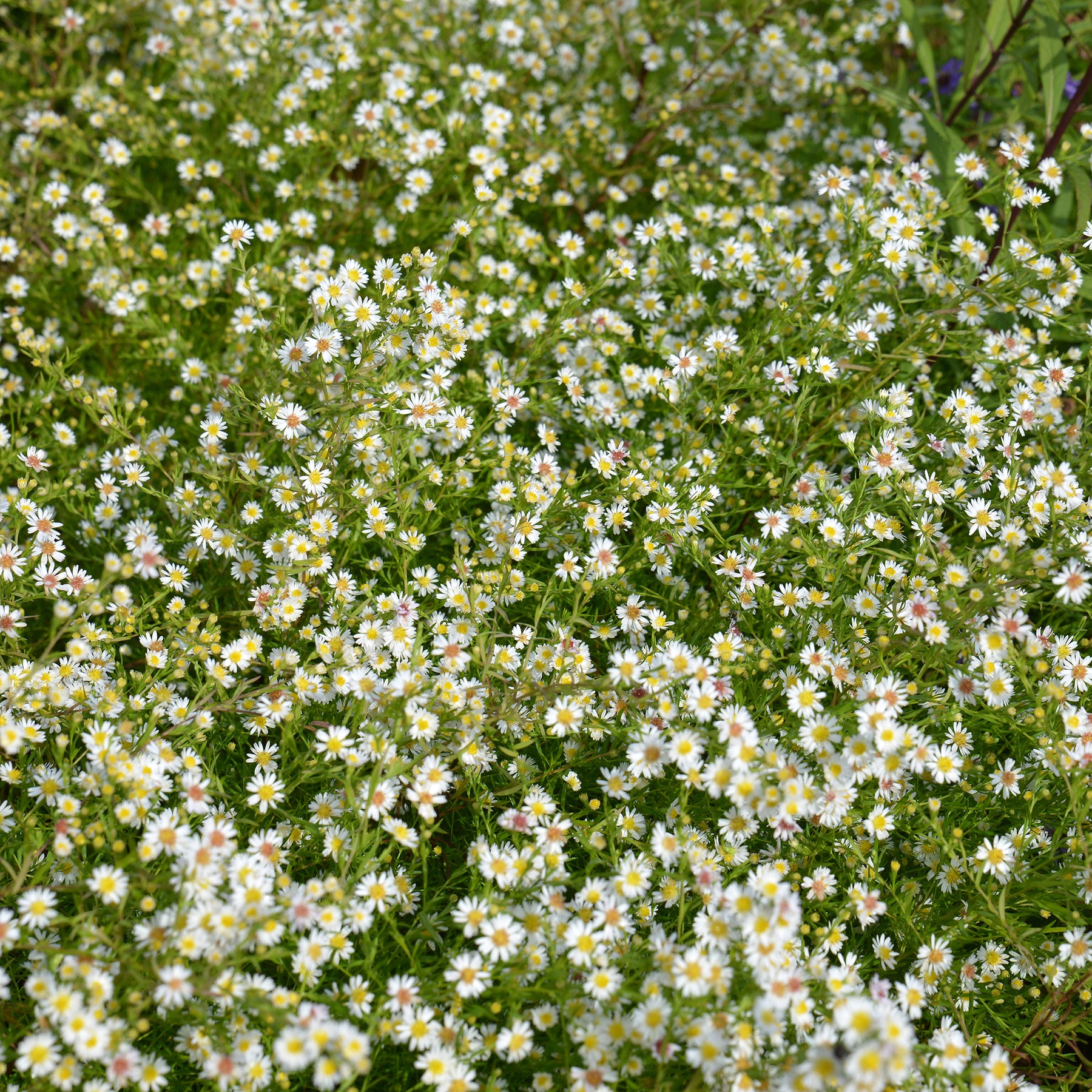 Teppich-Aster 'Snow Flurry' - Aster ericoides Snowflurry - Willemse