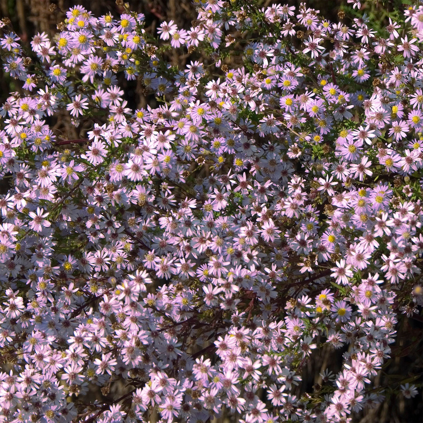 Myrten Aster 'Pink Star' - Willemse