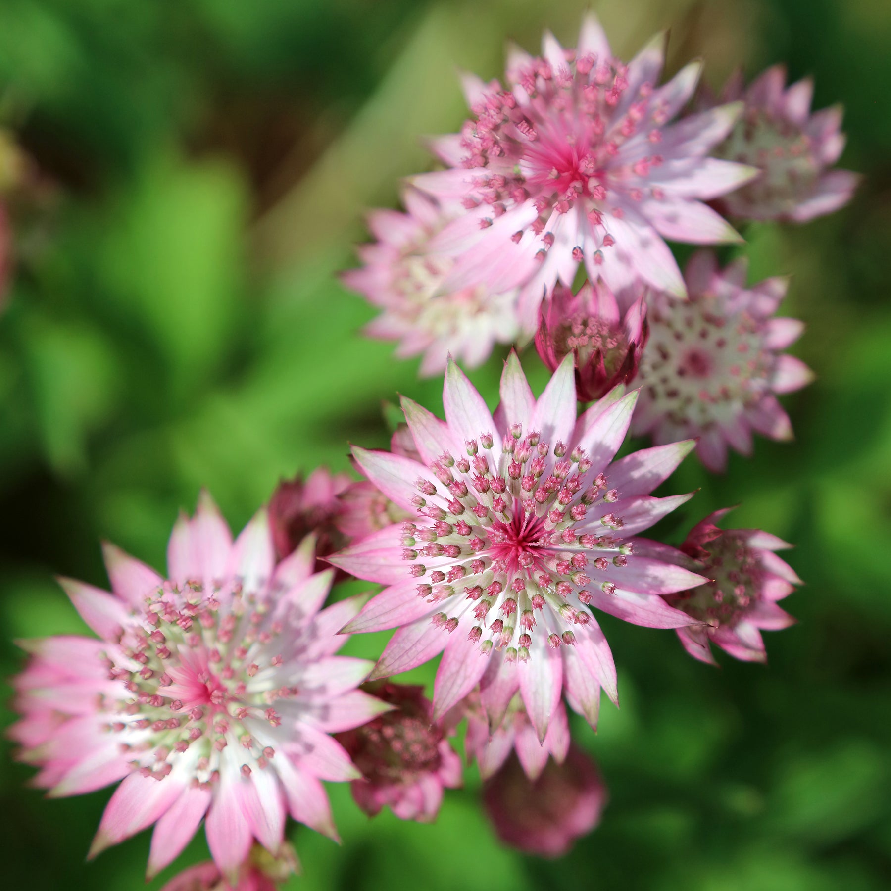 Große Astronomie - Willemse