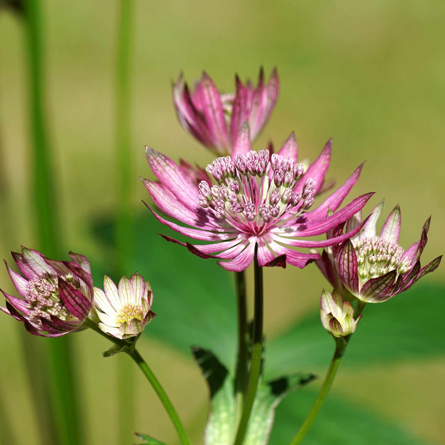Sterndolde ‘Primadonna’ - Willemse