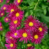 Glattblatt-Aster 'Crimson Brocade' - Willemse
