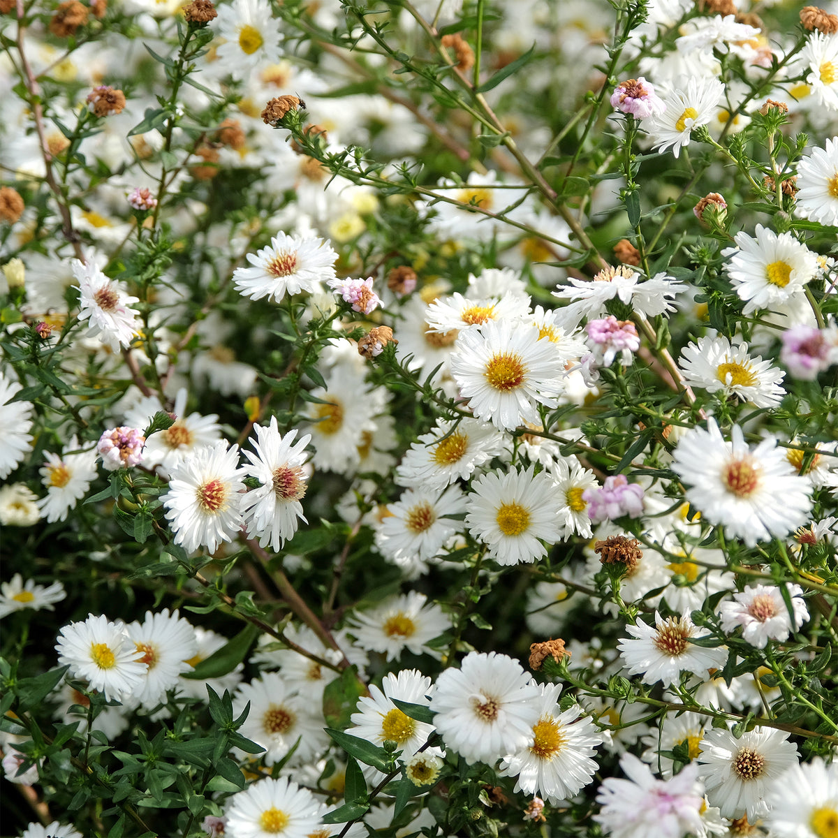 Glattblatt-Aster 'White Ladies' - Aster novi-belgii white ladies - Willemse