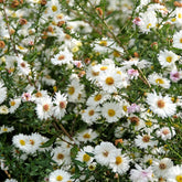 Glattblatt-Aster 'White Ladies' - Aster novi-belgii white ladies - Willemse