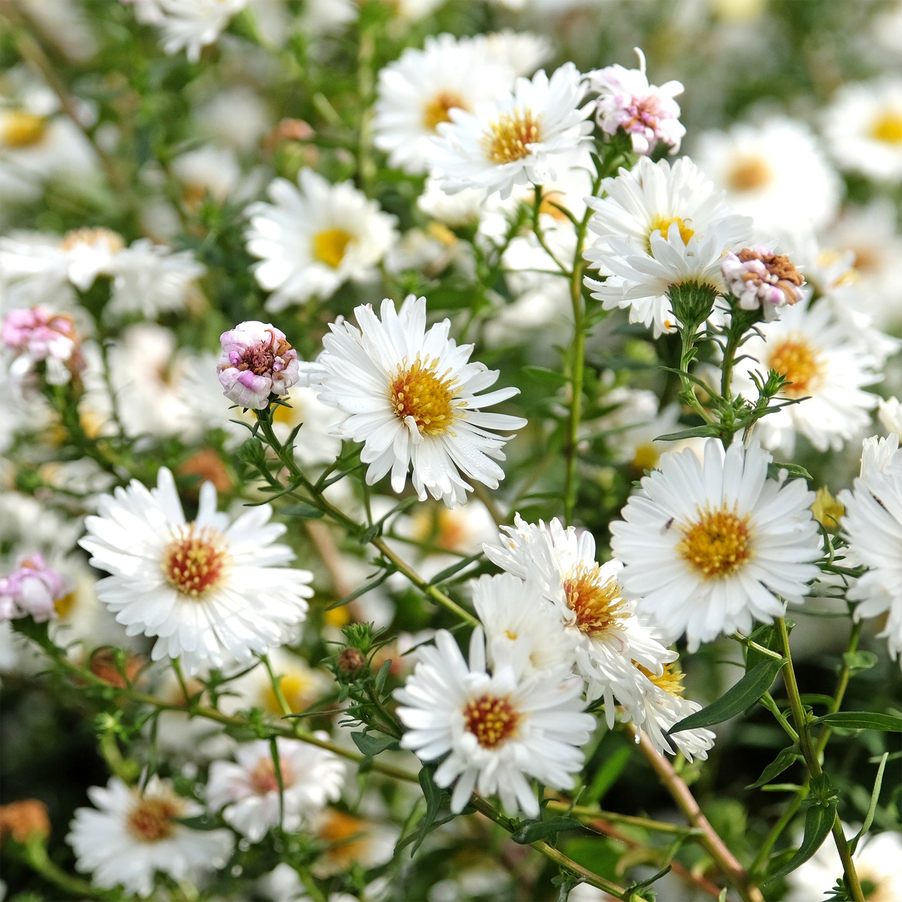 Glattblatt-Aster 'White Ladies' - Willemse
