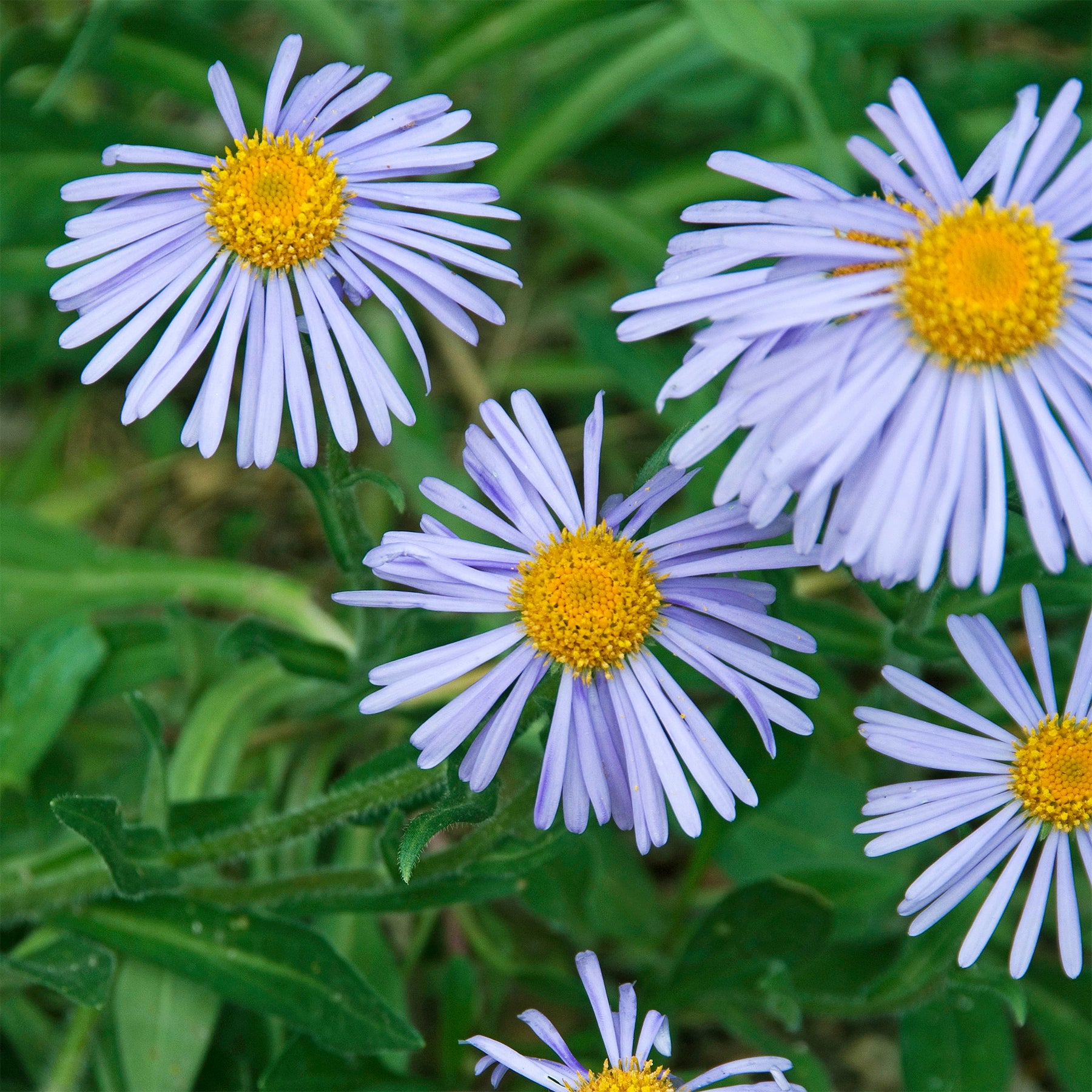 Frühsommer-Aster 'Wartburgstern' - Willemse