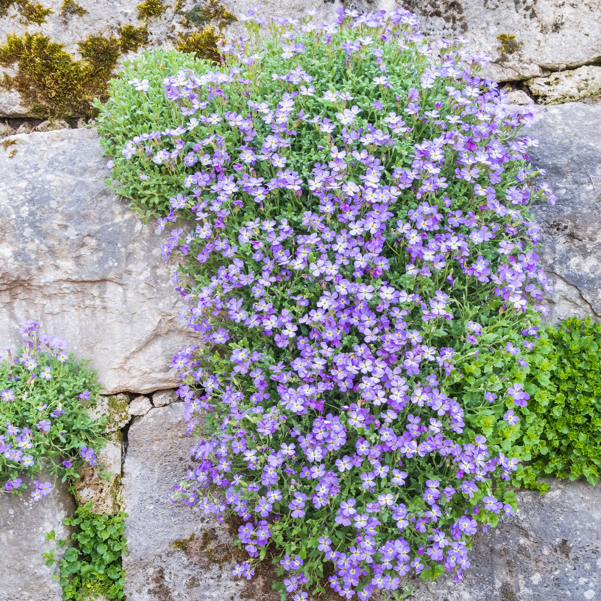 Blaukissen 'Cascade Blue' - Aubrieta Cascade Blue - Willemse