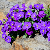 Blaukissen ‘Cascade Purple’ - Aubrieta Cascade Purple - Willemse