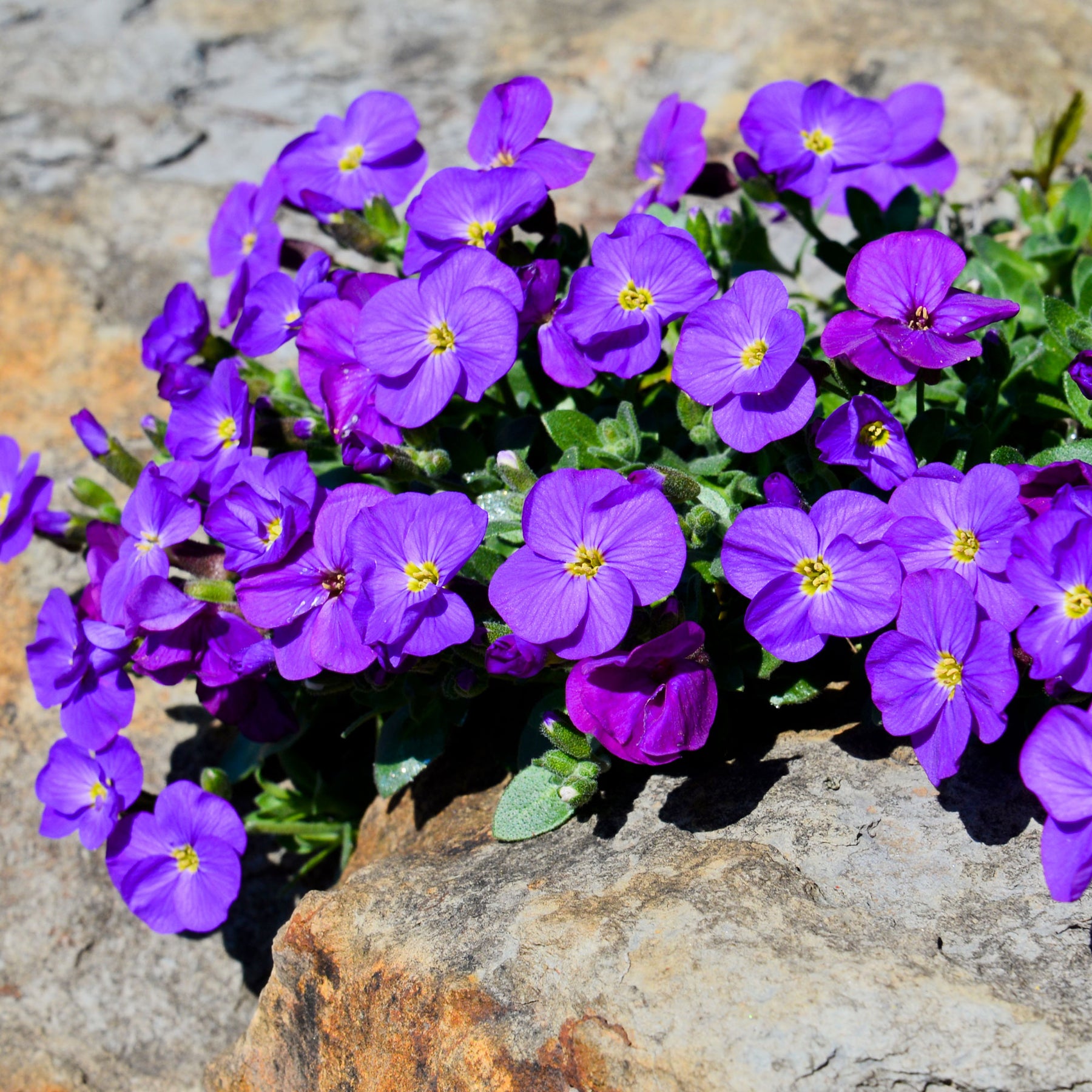 Blaukissen ‘Cascade Purple’ - Aubrieta Cascade Purple - Willemse