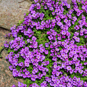Aubrieta - Blaukissen 'Hamburger Stadtpark' - Aubrieta Hamburger Stadtpark