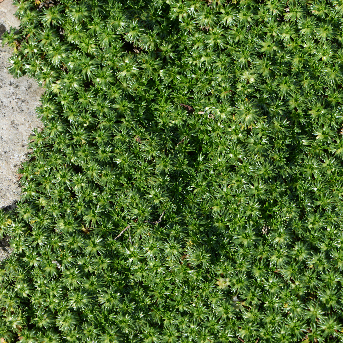 Andenpolster - Willemse