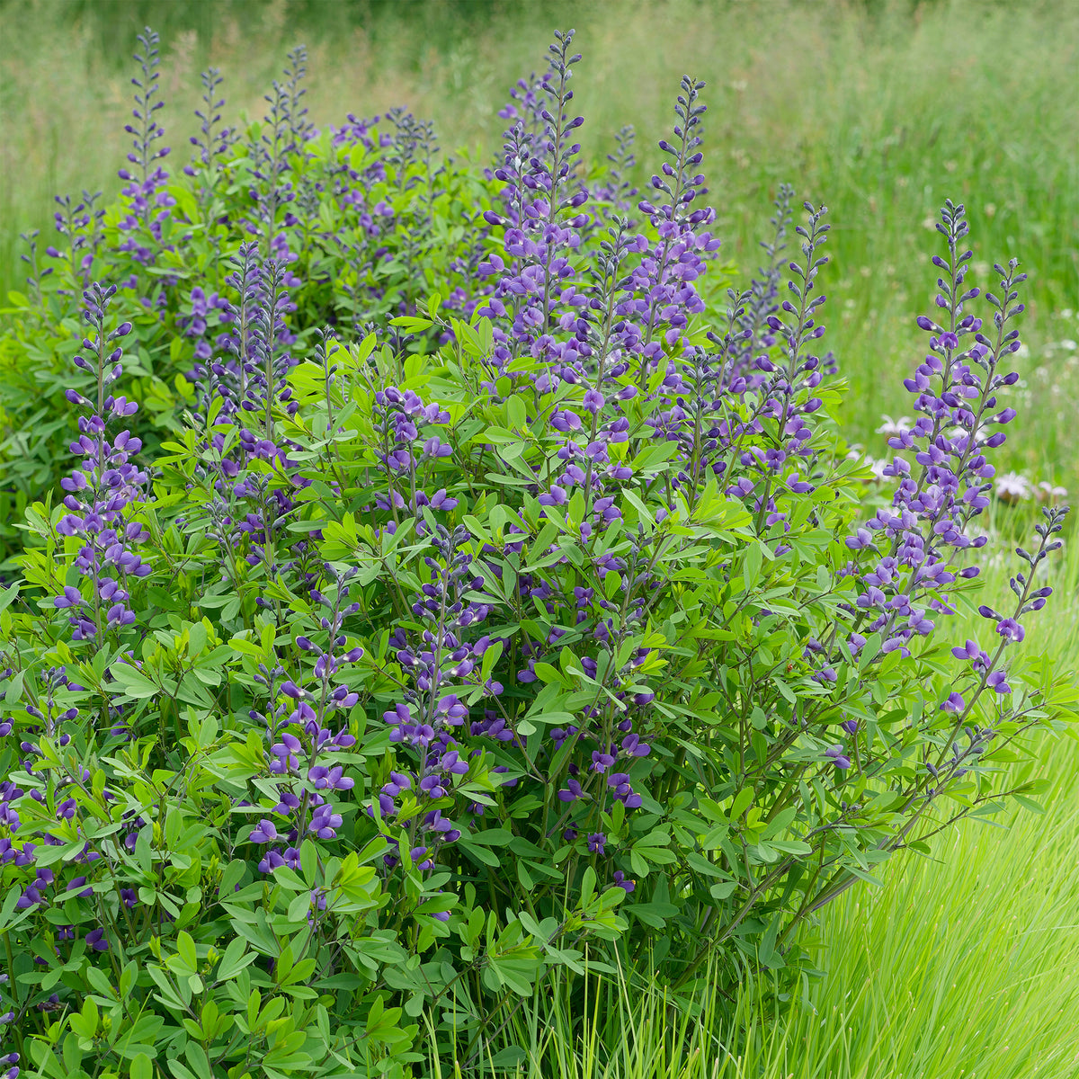 Podalyre - Baptisia australis - Willemse