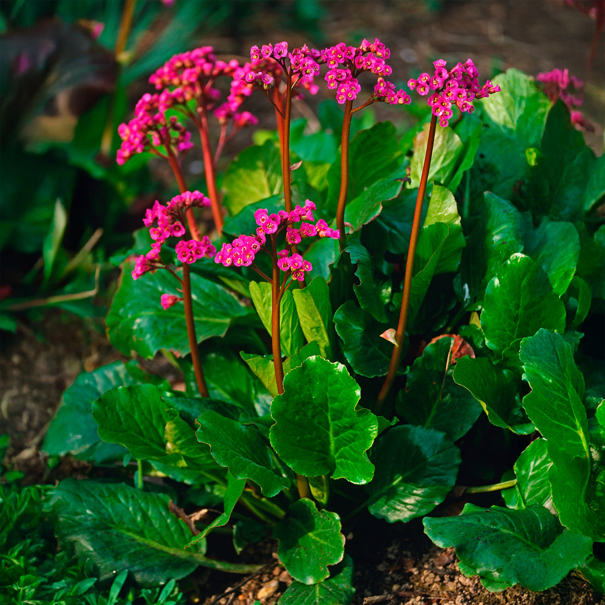 Bergenie Morgenröte - Willemse