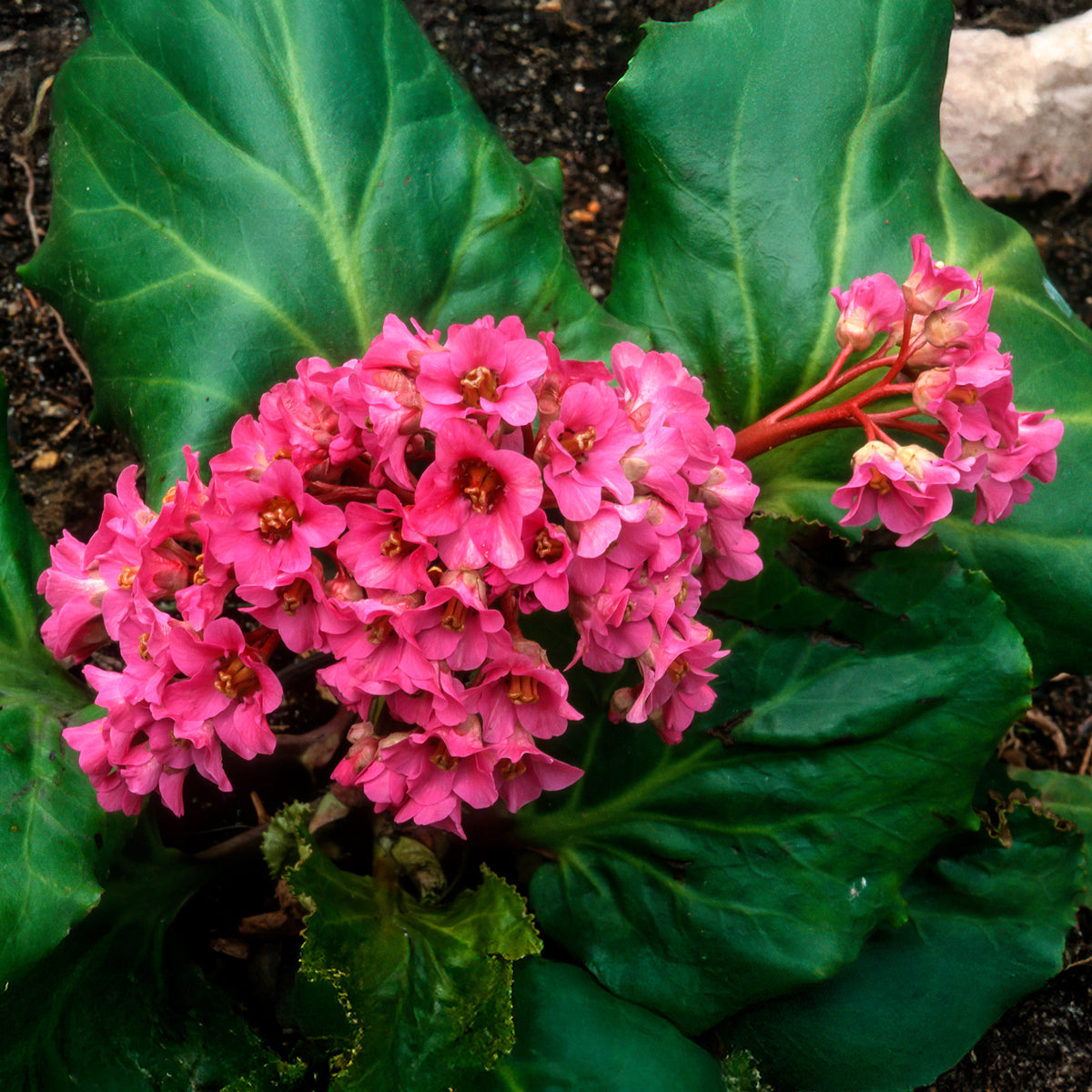 Bergenie Morgenröte - Bergenia cordifolia Morgenröte - Willemse