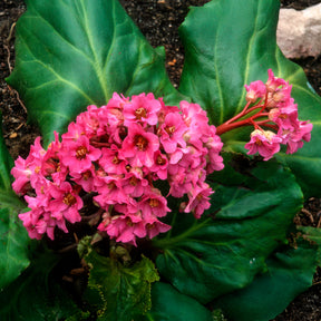 Bergenie Morgenröte - Bergenia cordifolia Morgenröte - Willemse