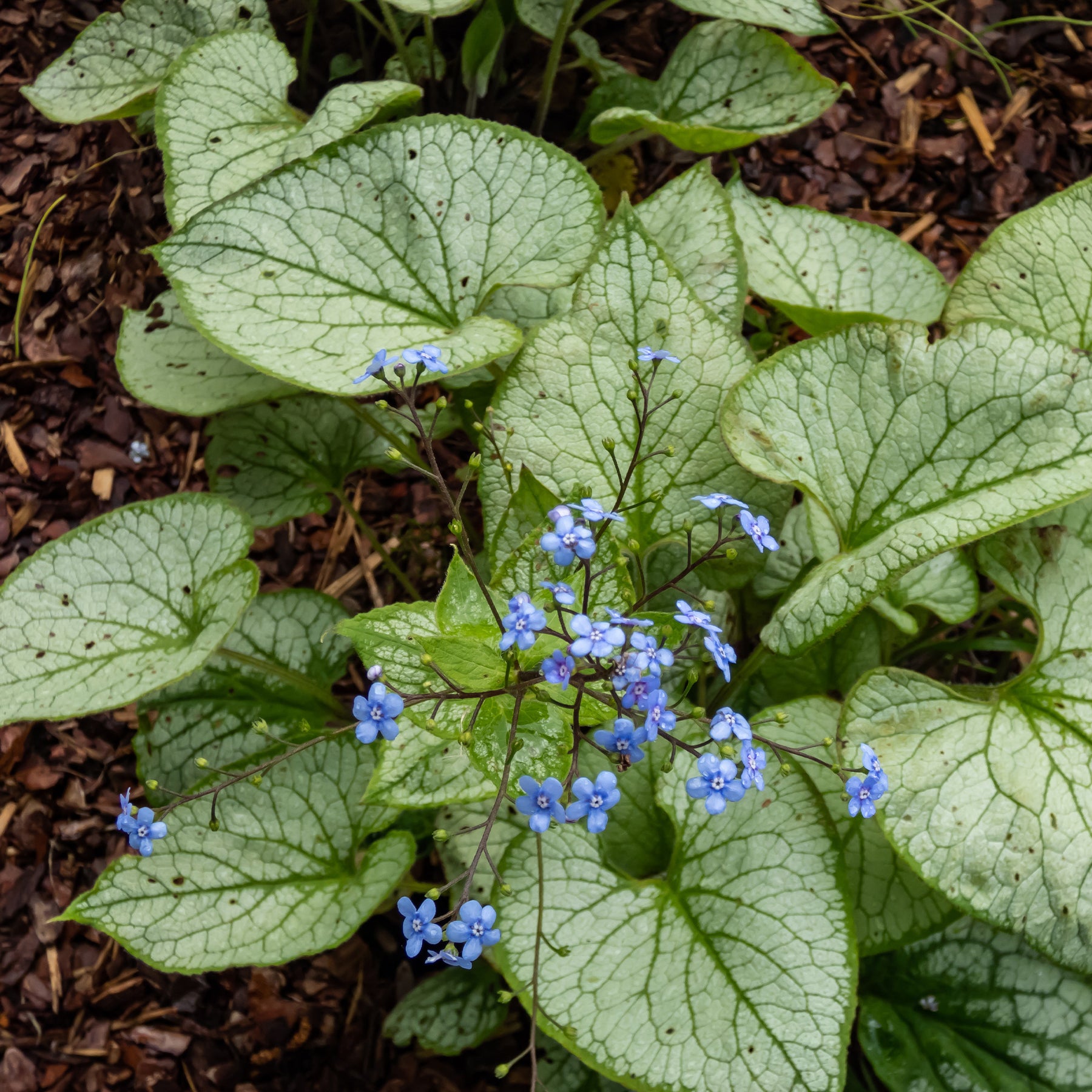 Kaukasisches Vergissmeinnicht Silver Heart - Brunnera macrophylla Silver Heart - Willemse
