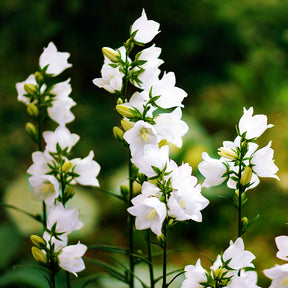 Karpaten-Glockenblume 'Weiße Clips' - Campanula carpatica Weisse Clips - Willemse