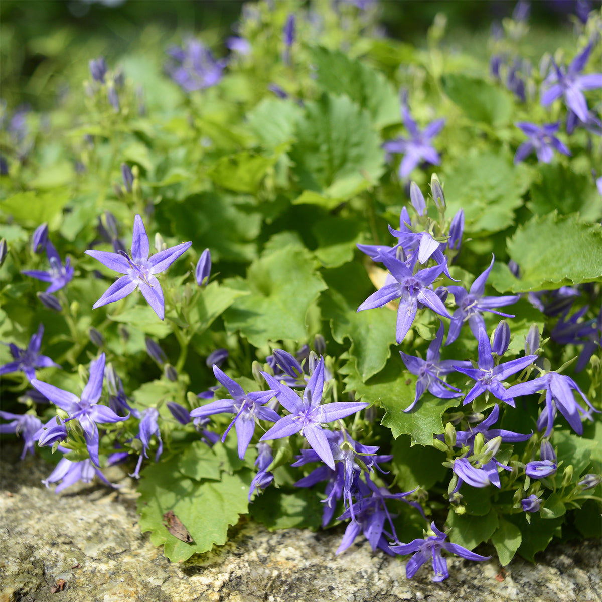 Glockenblume - Campanula garganica - Willemse