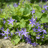 Glockenblume - Campanula garganica - Willemse