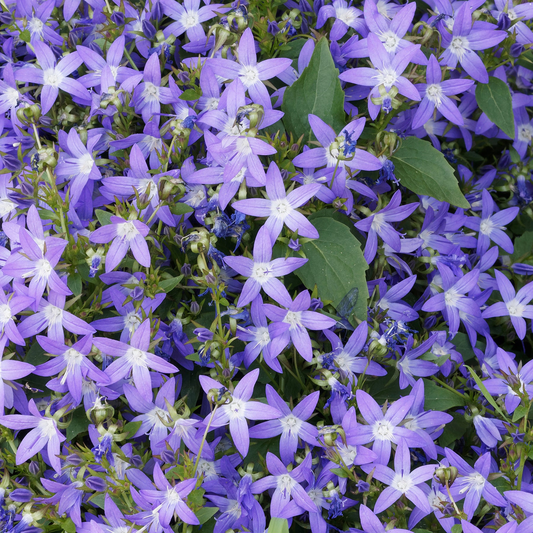 Glockenblumen - Hängepolster-Glockenblume - Campanula poscharskyana