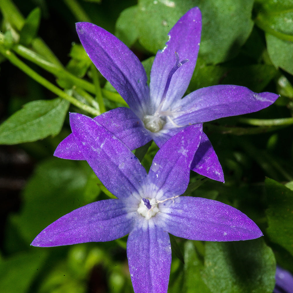 Campanula poscharskyana - Hängepolster-Glockenblume - Glockenblumen