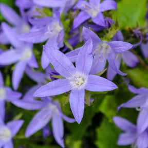 Hängepolster-Glockenblume Stella - Campanula poscharskyana Stella - Willemse
