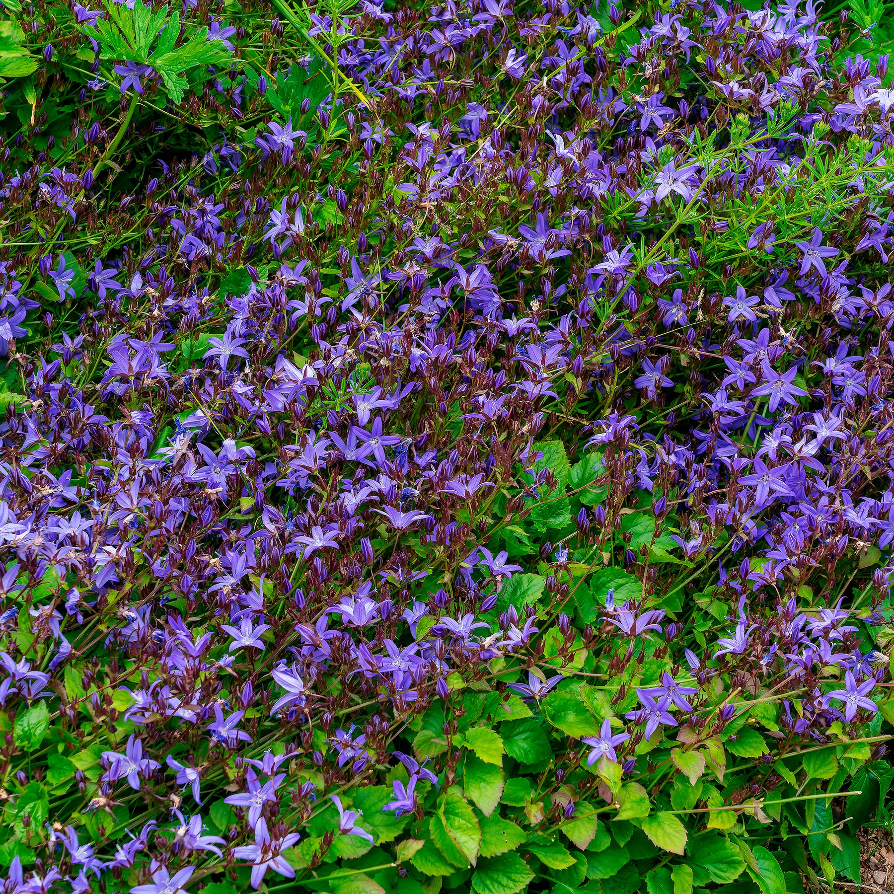 Hängepolster-Glockenblume Stella - Willemse