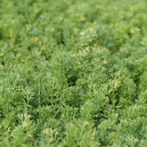 Scheinkamille 'Treneague' - Willemse