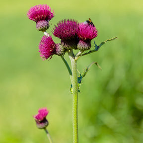 Ufer-Cirse - Cirsium rivulare atropurpureum - Willemse