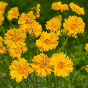 Großblumiges Mädchenauge Sunray ® - Coreopsis grandiflora Sunray - Willemse