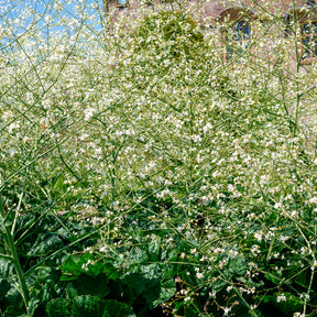 Blühende Stauden - Herzblättriger Blütenkohl - Crambe cordifolia