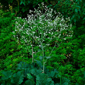 Crambe cordifolia - Herzblättriger Blütenkohl - Blühende Stauden
