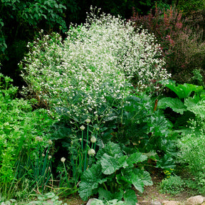 Verkauf Herzblättriger Blütenkohl - Crambe cordifolia