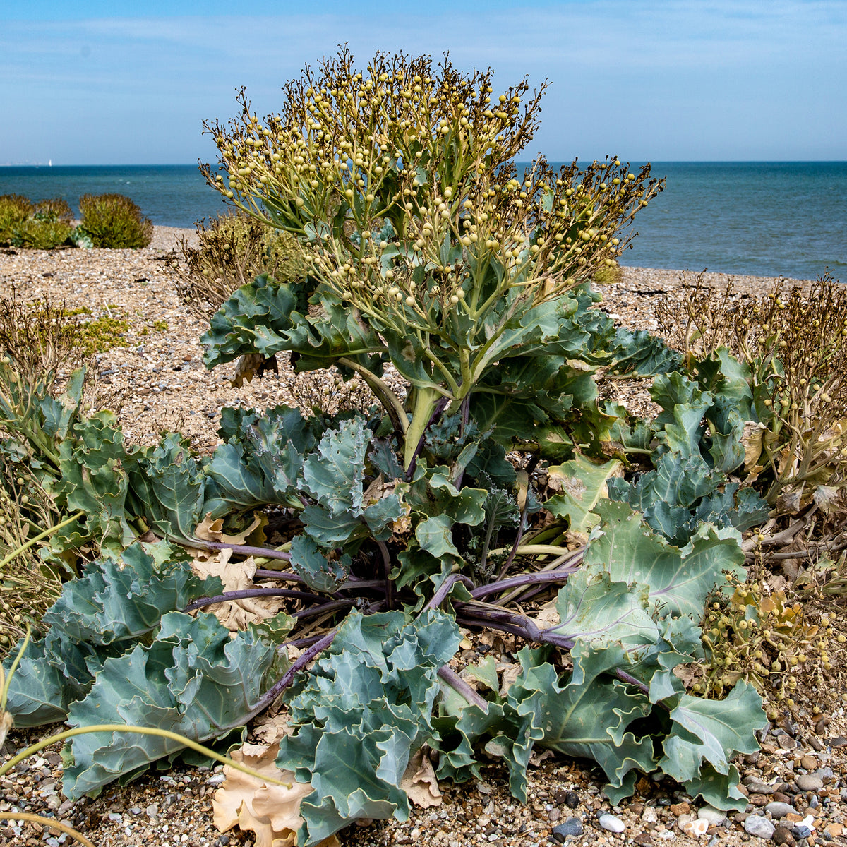Küsten-Meerkohl - Crambe maritima - Willemse